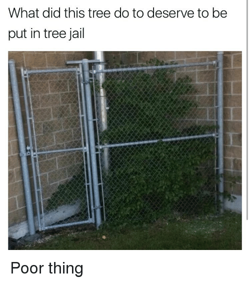 Tree jailed. Coffee being supplied via pipes