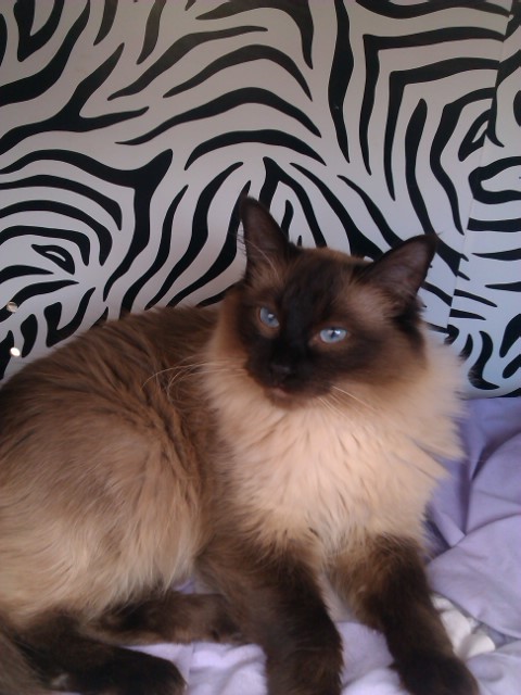 Sassy cat