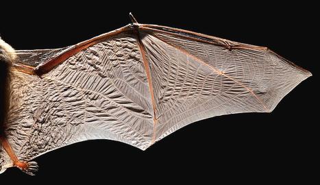 Bat.Wings.jpg