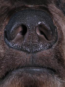 Bear.Nose.jpg