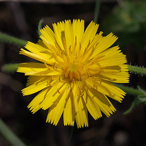 dandycloseup.jpg