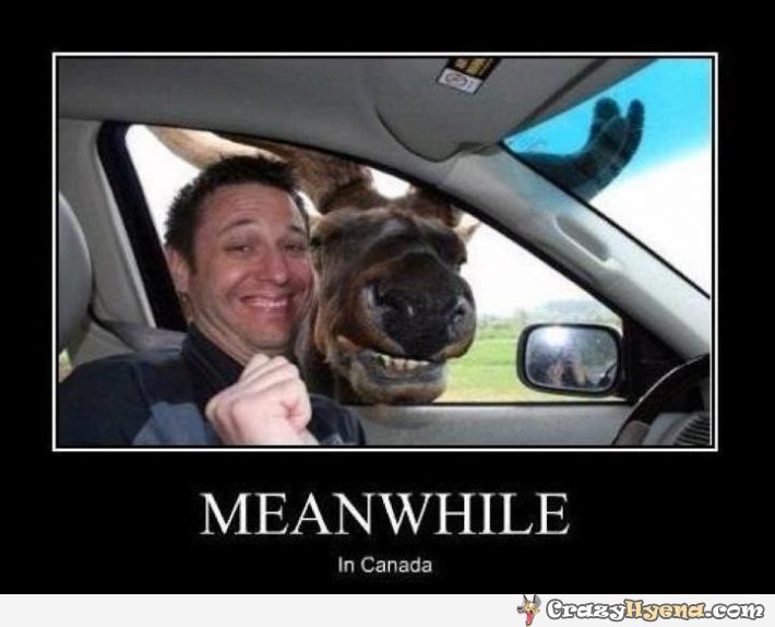 smiling-moose-guy-car.jpg