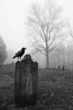 crow-on-tomb.jpg