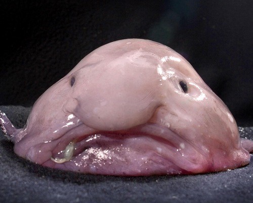 blobfish.jpg